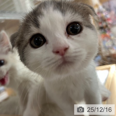 兵庫県のスコティッシュフォールド (ペットプラス 神戸三宮店/2025年9月23日生まれ/女の子/ダイリュートキャリコ)の子猫の4枚目の画像