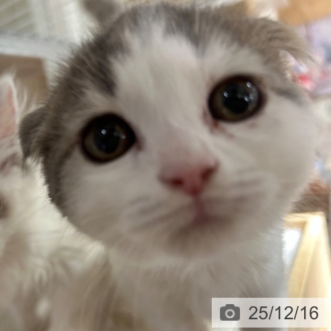 兵庫県のスコティッシュフォールド (ペットプラス 神戸三宮店/2025年9月23日生まれ/女の子/ダイリュートキャリコ)の子猫の3枚目の画像