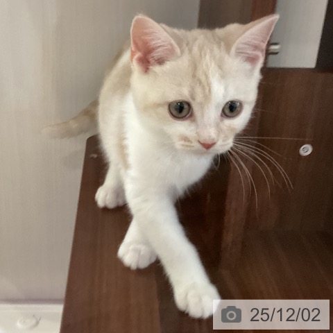 スコティッシュフォールドの写真