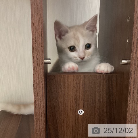 スコティッシュフォールドの写真