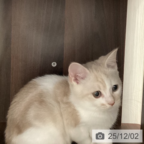 スコティッシュフォールドの写真