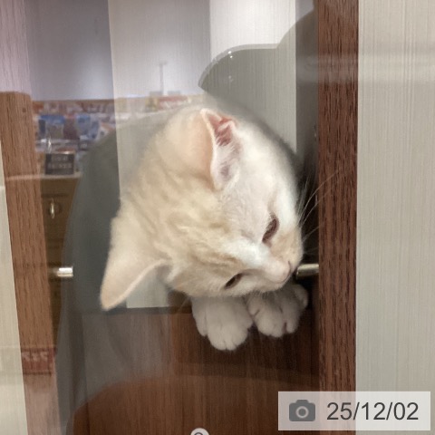 スコティッシュフォールドの写真