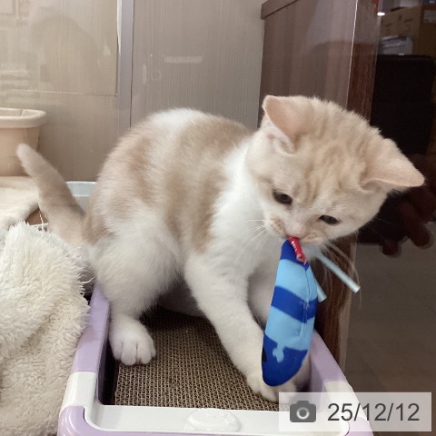 新潟県のスコティッシュフォールド (ペットプラス 新潟青山店/2025年9月23日生まれ/男の子/クリームタビーホワイト)の子猫の4枚目の画像