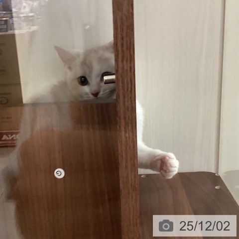 スコティッシュフォールドの写真