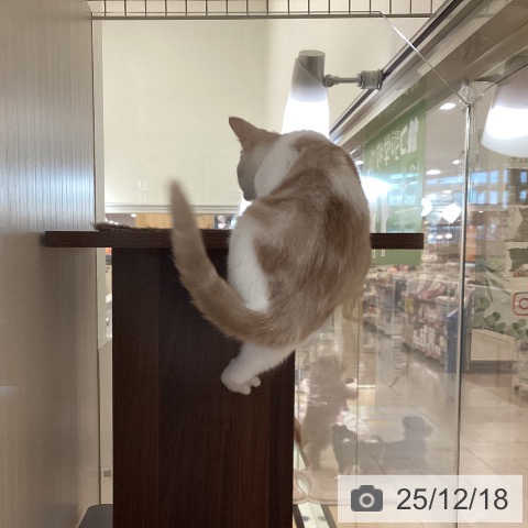 新潟県のスコティッシュフォールド (ペットプラス 新潟青山店/2025年9月23日生まれ/男の子/クリームタビーホワイト)の子猫の4枚目の画像