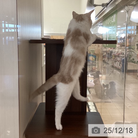 新潟県のスコティッシュフォールド (ペットプラス 新潟青山店/2025年9月23日生まれ/男の子/クリームタビーホワイト)の子猫の3枚目の画像