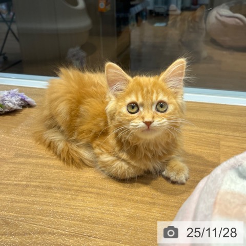 大阪府のマンチカン (ペットプラス りんくう泉南店/2025年9月15日生まれ/男の子/レッドタビーホワイト)の子猫の4枚目の画像