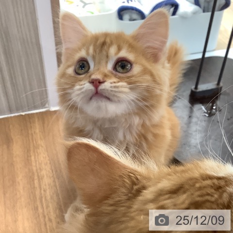 大阪府のマンチカン (ペットプラス りんくう泉南店/2025年9月15日生まれ/男の子/レッドタビーホワイト)の子猫の3枚目の画像