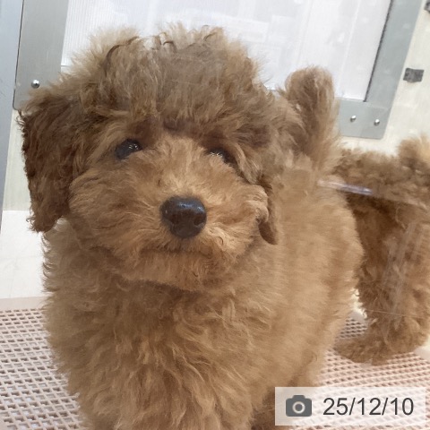 兵庫県のトイプードル(トイ) (ペットプラス 姫路大津店/2025年9月27日生まれ/男の子/レッドフォーン)の子犬の4枚目の画像