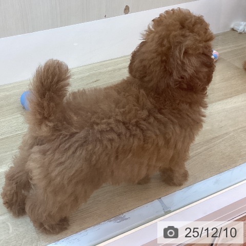 兵庫県のトイプードル(トイ) (ペットプラス 姫路大津店/2025年9月27日生まれ/男の子/レッドフォーン)の子犬の3枚目の画像