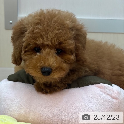 兵庫県のトイプードル(トイ) (ペットプラス 姫路大津店/2025年9月27日生まれ/男の子/レッドフォーン)の子犬の4枚目の画像