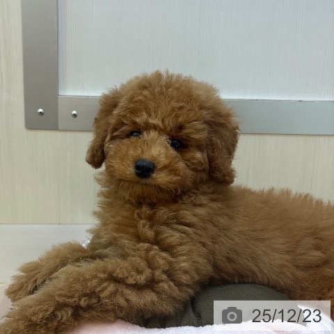 兵庫県のトイプードル(トイ) (ペットプラス 姫路大津店/2025年9月27日生まれ/男の子/レッドフォーン)の子犬の3枚目の画像