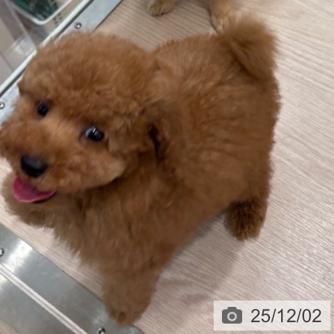 トイ・プードルの写真