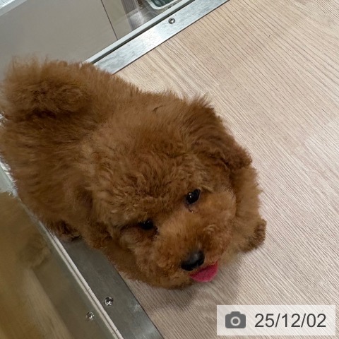 トイ・プードルの写真