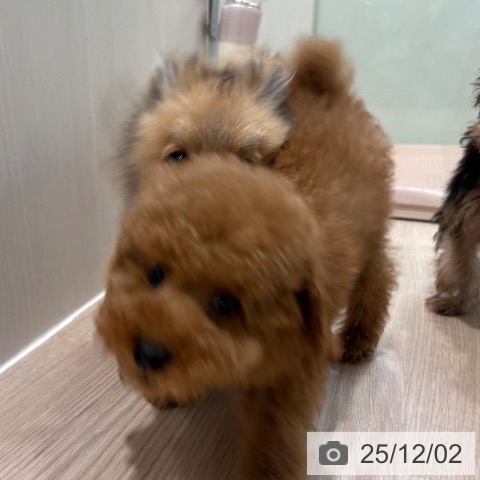 トイ・プードルの写真