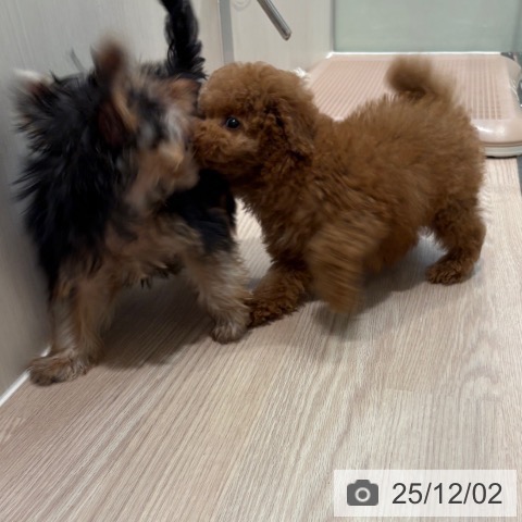 トイ・プードルの写真