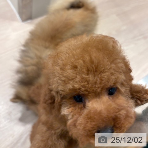 トイ・プードルの写真