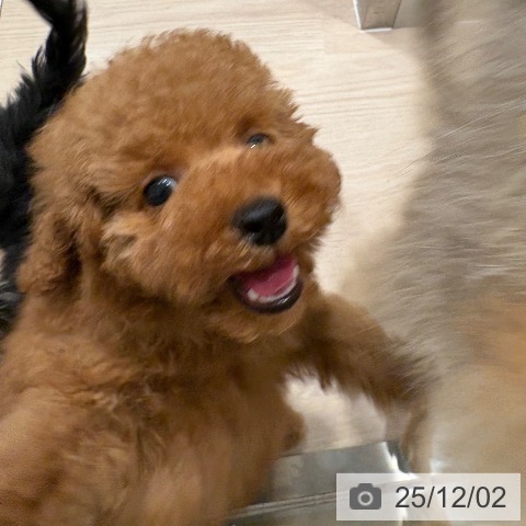 トイ・プードルの写真