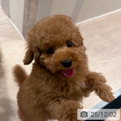 トイ・プードルの写真