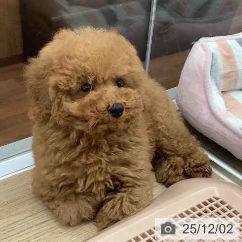 トイ・プードルの写真