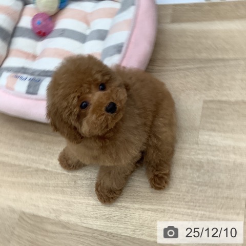 大阪府のトイプードル(トイ) (ペットプラス りんくう泉南店/2025年9月27日生まれ/男の子/レッドフォーン)の子犬の3枚目の画像