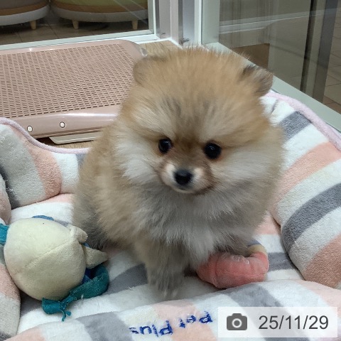 ポメラニアンの写真
