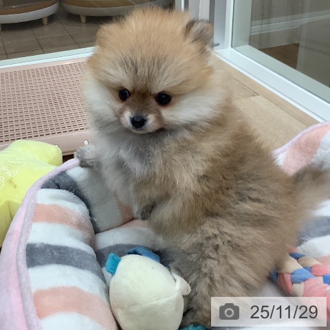 ポメラニアンの写真