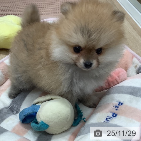 ポメラニアンの写真