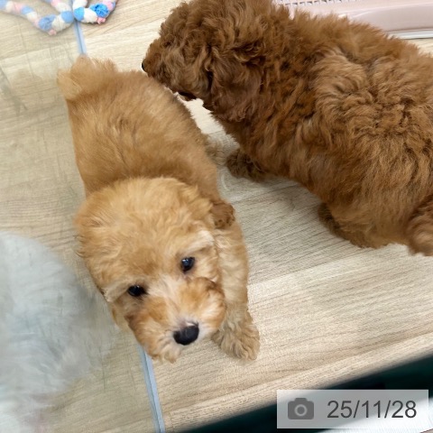 トイ・プードルの写真