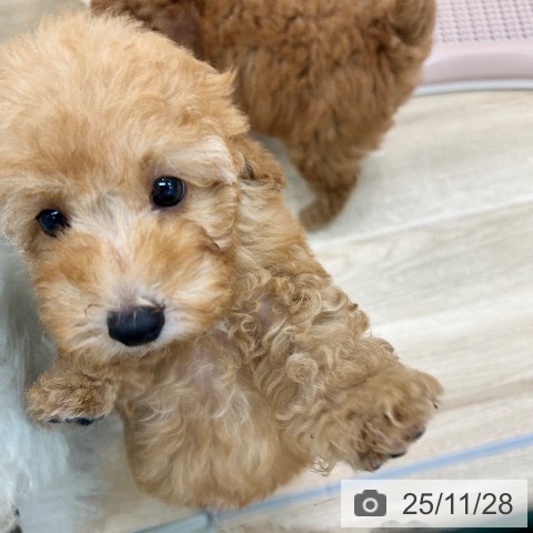 トイ・プードルの写真