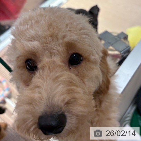 和歌山県のトイプードル(トイ) (ペットプラス 和歌山店/2025年9月21日生まれ/男の子/レッドフォーン)の子犬の4枚目の画像