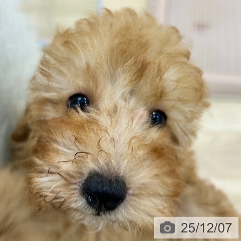 大阪府のトイプードル(トイ) (ペットプラス 松原店/2025年9月21日生まれ/男の子/レッドフォーン)の子犬の3枚目の画像