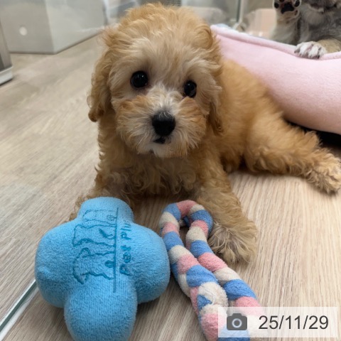 トイ・プードルの写真