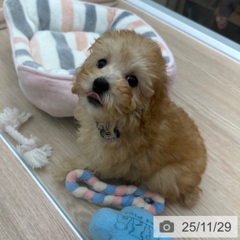 トイ・プードルの写真