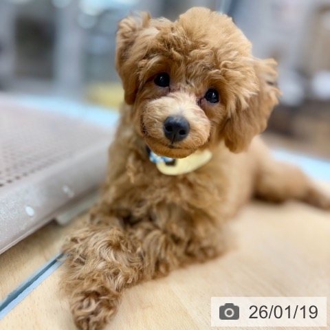 京都府のトイプードル(トイ) (ペットプラス 醍醐店/2025年9月23日生まれ/男の子/レッドフォーン)の子犬の4枚目の画像