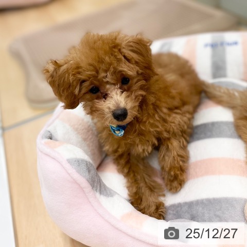 京都府のトイプードル(トイ) (ペットプラス 醍醐店/2025年9月23日生まれ/男の子/レッドフォーン)の子犬の3枚目の画像