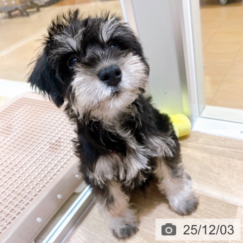 ミニチュア・シュナウザーの写真