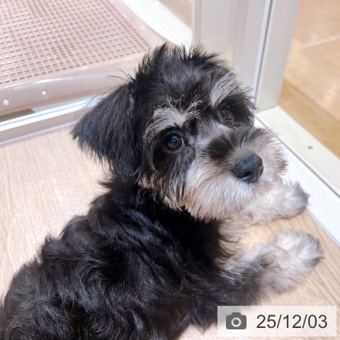 ミニチュア・シュナウザーの写真