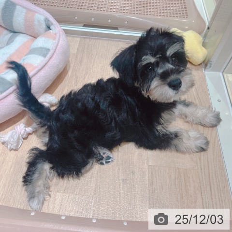 ミニチュア・シュナウザーの写真