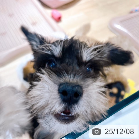 大阪府のミニチュアシュナウザー (ペットプラス イオン大日店/2025年9月24日生まれ/男の子/ブラックシルバー)の子犬の4枚目の画像