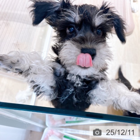 大阪府のミニチュアシュナウザー (ペットプラス イオン大日店/2025年9月24日生まれ/男の子/ブラックシルバー)の子犬の3枚目の画像