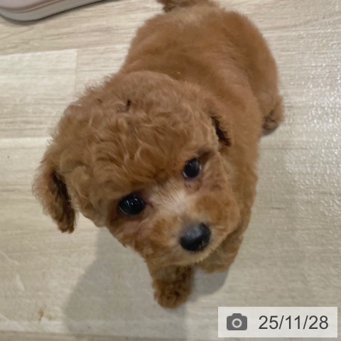 トイ・プードルの写真