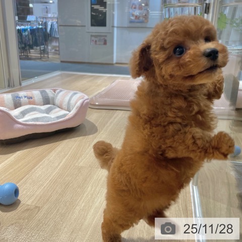 トイ・プードルの写真