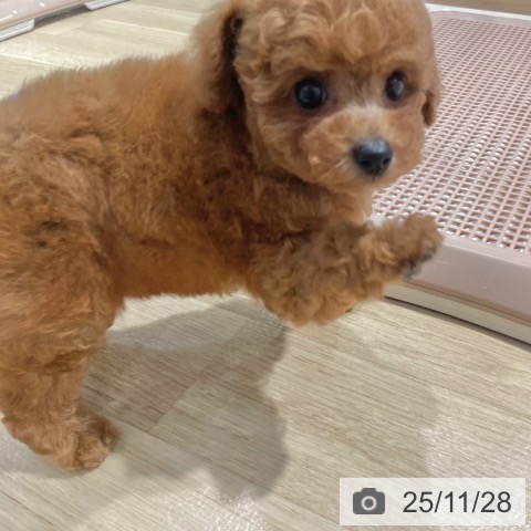 トイ・プードルの写真