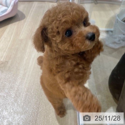 トイ・プードルの写真