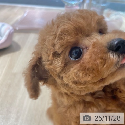 トイ・プードルの写真