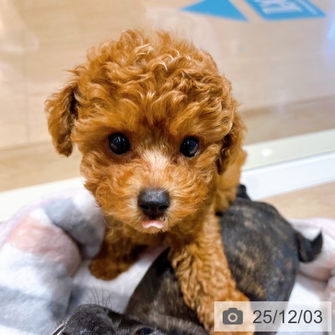 大阪府のトイプードル(トイ) (ペットプラス イオン大日店/2025年9月29日生まれ/女の子/レッドフォーン)の子犬の4枚目の画像