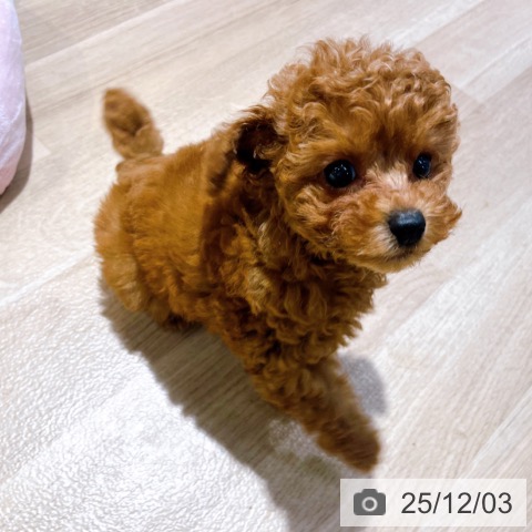 大阪府のトイプードル(トイ) (ペットプラス イオン大日店/2025年9月29日生まれ/女の子/レッドフォーン)の子犬の3枚目の画像