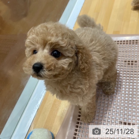 トイ・プードルの写真