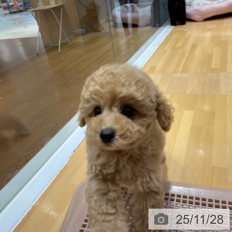 トイ・プードルの写真